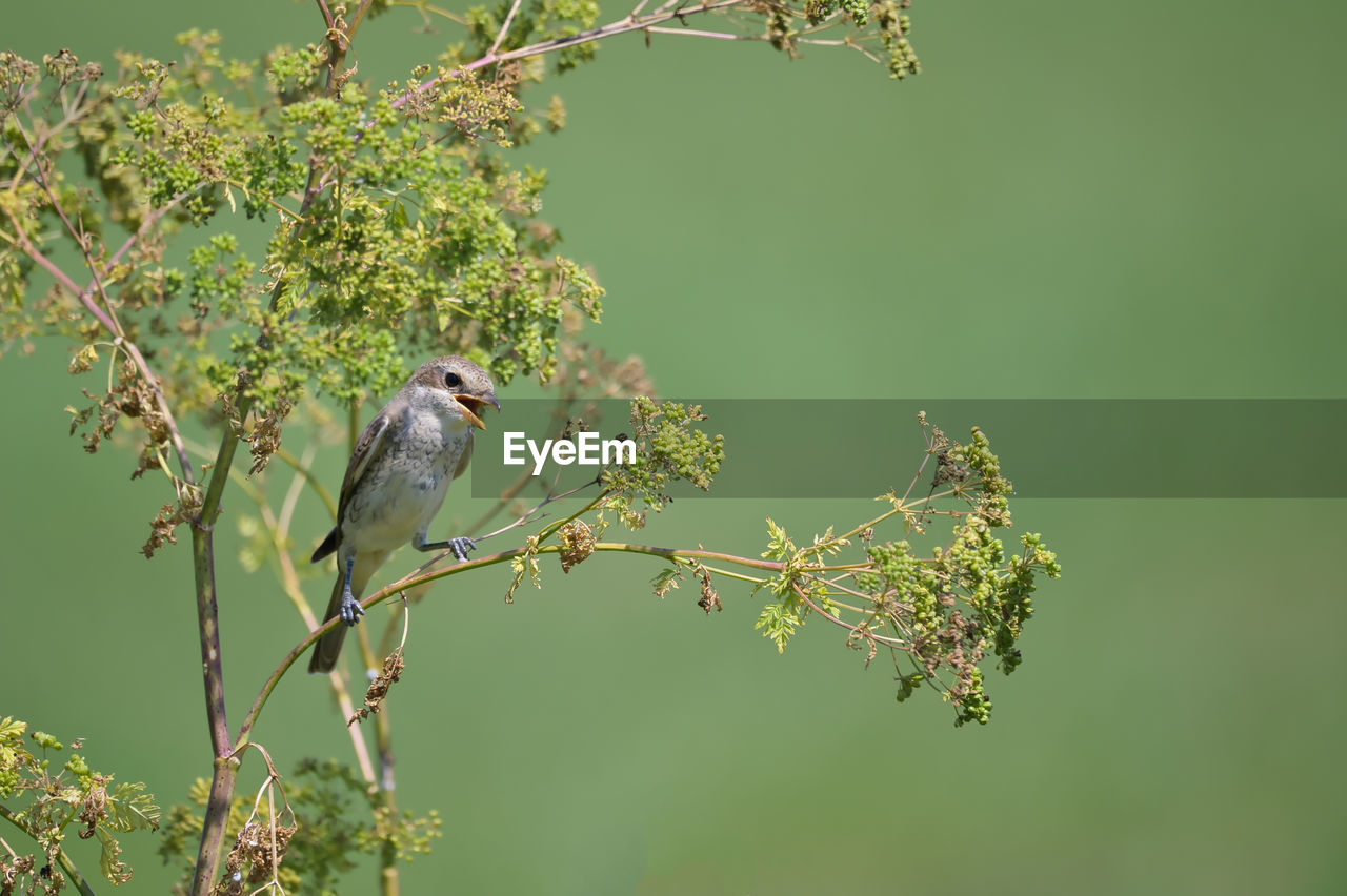 animal themes, animal, animal wildlife, wildlife, tree, bird, plant, branch, perching, one animal, nature, no people, beauty in nature, green, twig, flower, outdoors, fruit, focus on foreground, leaf, plant part, songbird, day, green background, environment, growth, eating, food, full length