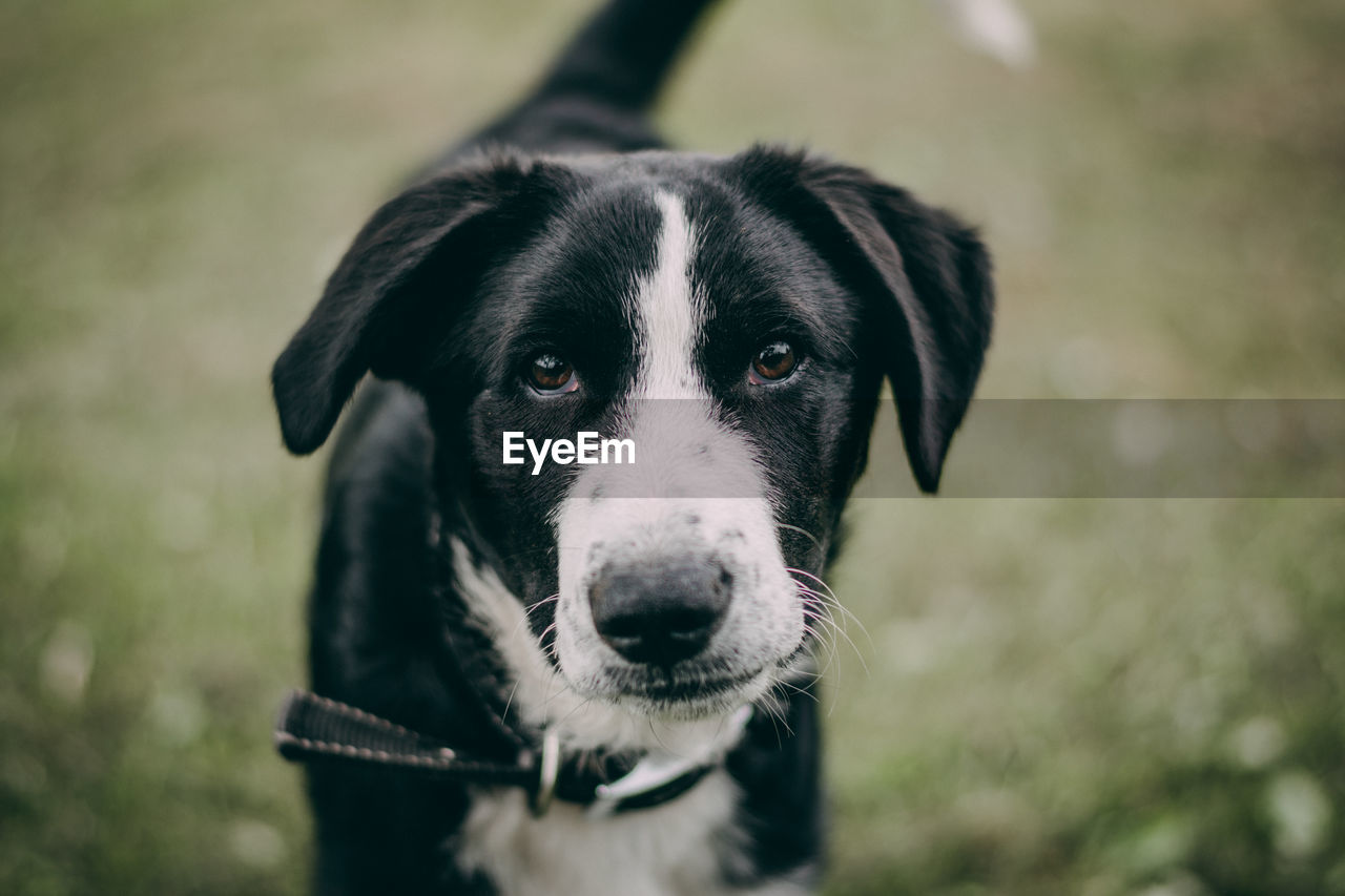 CLOSE-UP PORTRAIT OF DOG OUTDOORS