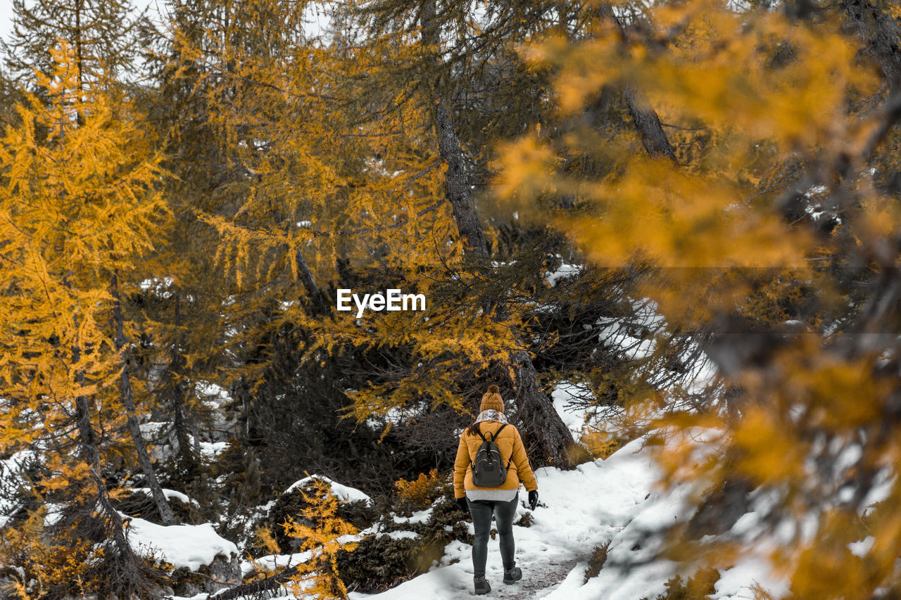 tree, winter, autumn, snow, cold temperature, nature, plant, beauty in nature, leaf, forest, leisure activity, land, day, walking, scenics - nature, yellow, full length, one person, hiking, outdoors, men, adult, environment, sunlight, coniferous tree, plant part, non-urban scene, branch, pinaceae, mountain, lifestyles, landscape, rear view, warm clothing, tranquility, travel, clothing, activity, covering, footwear, adventure, pine tree, tranquil scene, holiday, pine woodland, vacation, woodland, sports, trip, orange color