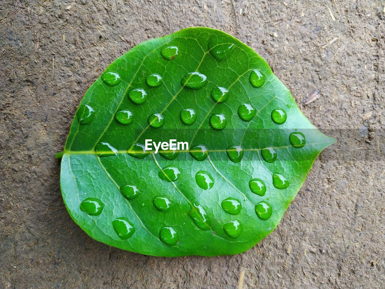 HIGH ANGLE VIEW OF WET LEAF