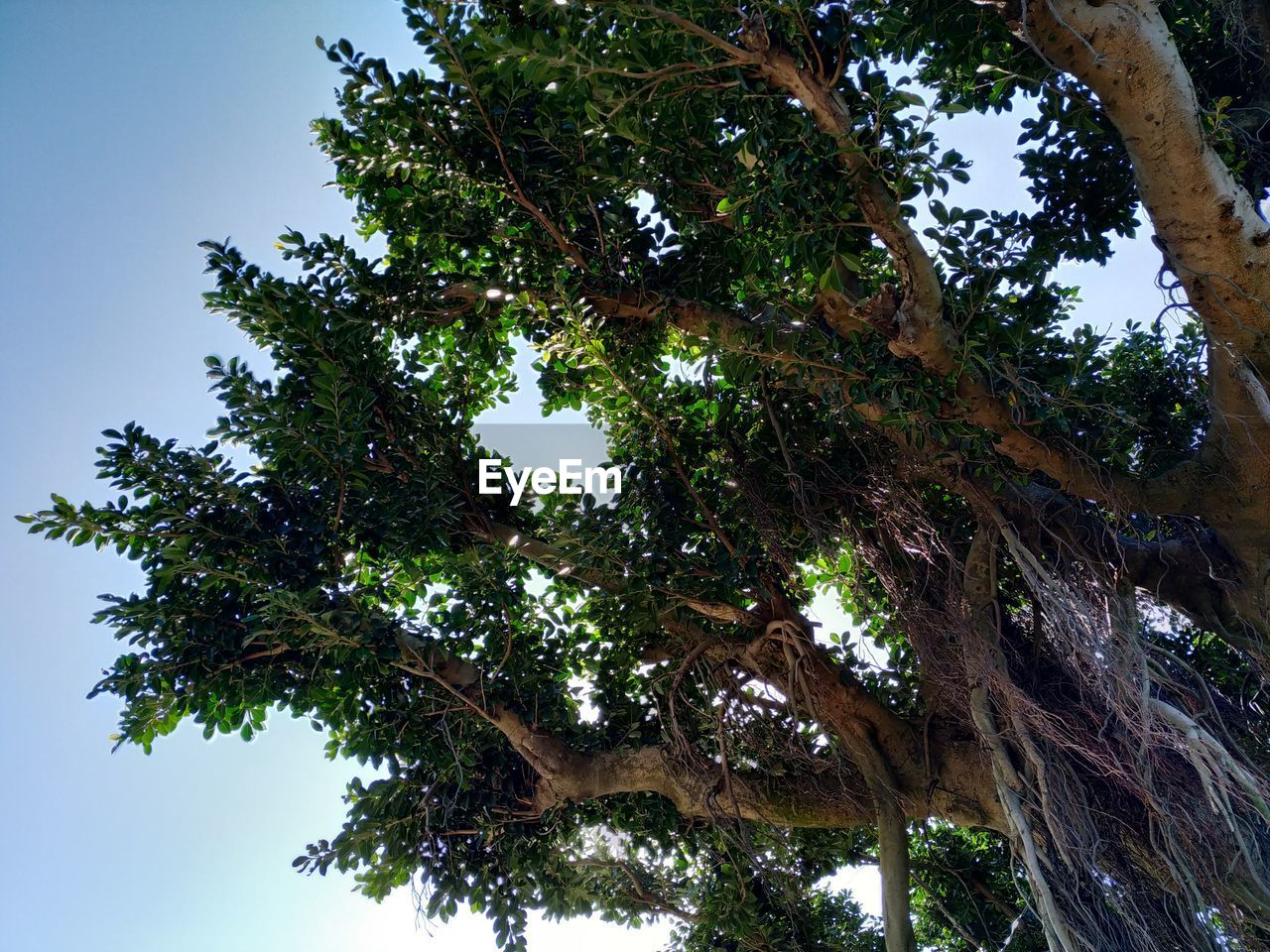 LOW ANGLE VIEW OF TREES AGAINST CLEAR SKY