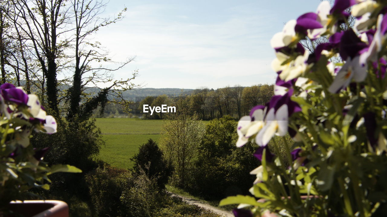 CLOSE-UP OF FLOWERS BLOOMING ON FIELD