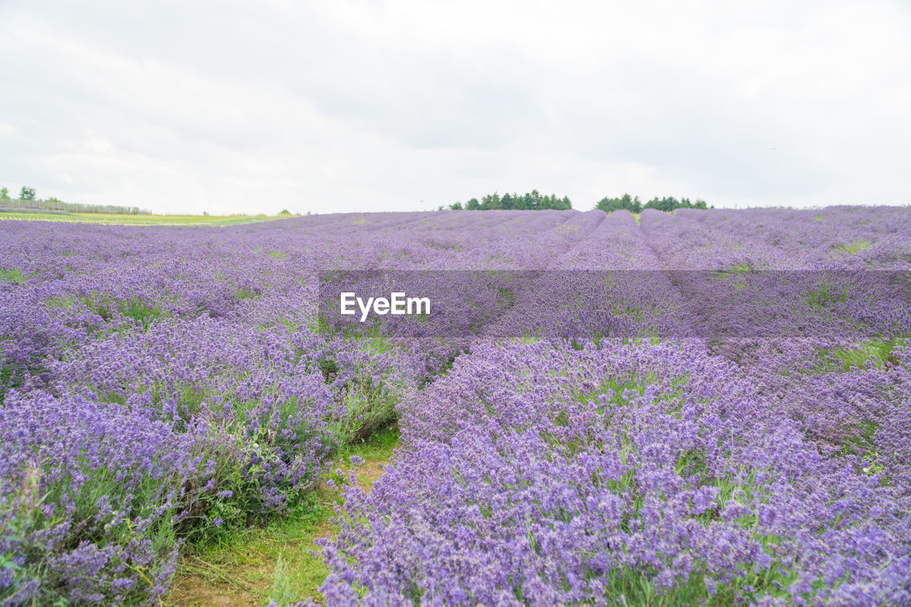 PURPLE FLOWERING PLANTS ON FIELD AGAINST CLEAR SKY