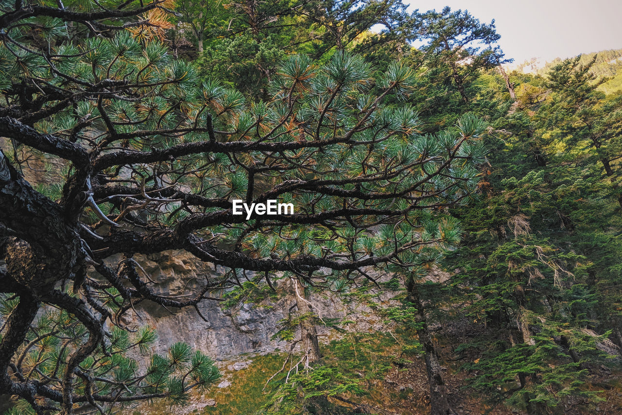 Low angle view of trees in forest against sky