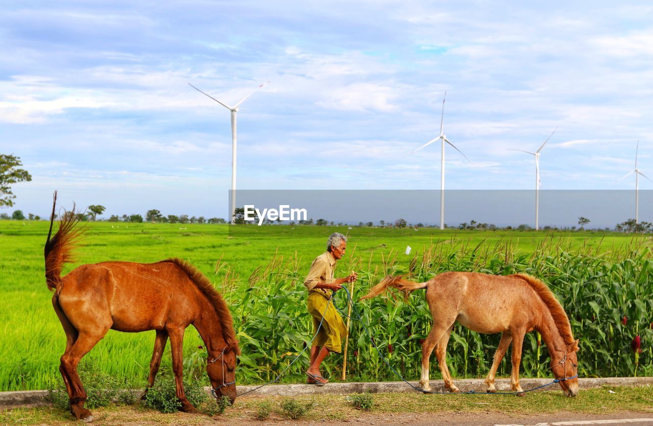 Man with horses on grass against sky