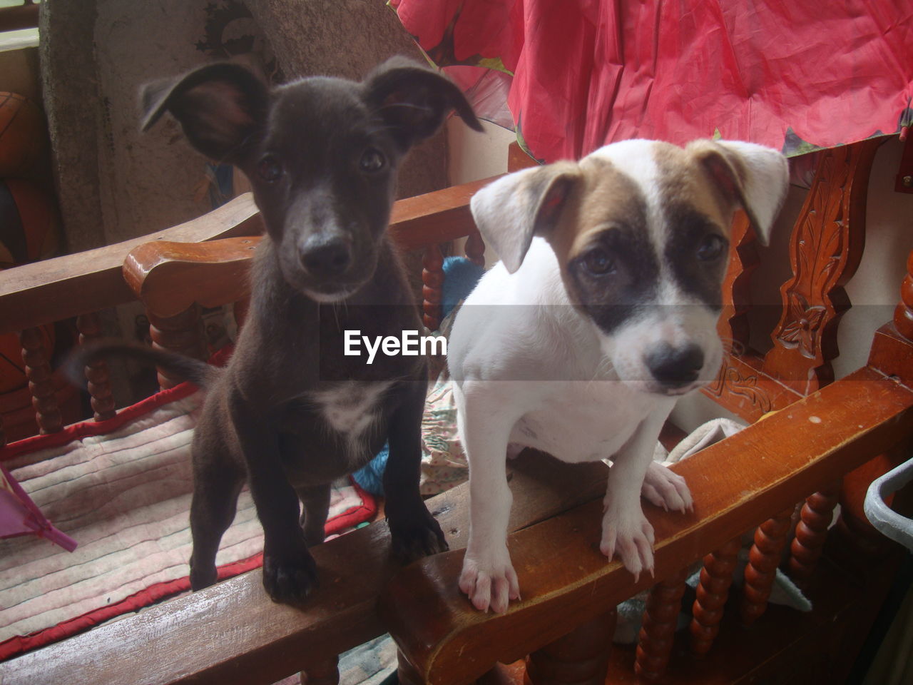 Close-up portrait of dogs