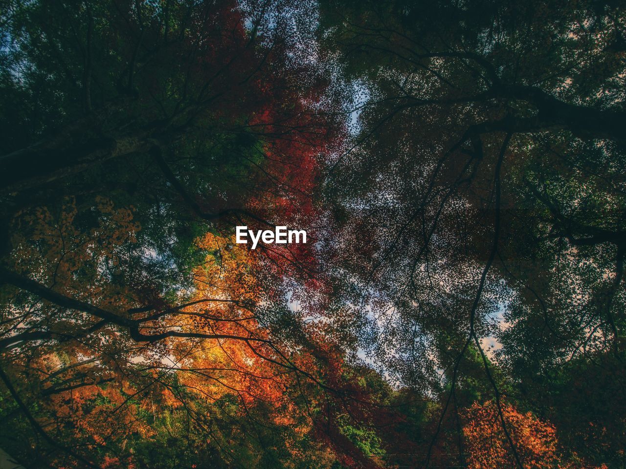 Low angle view of trees in forest during autumn