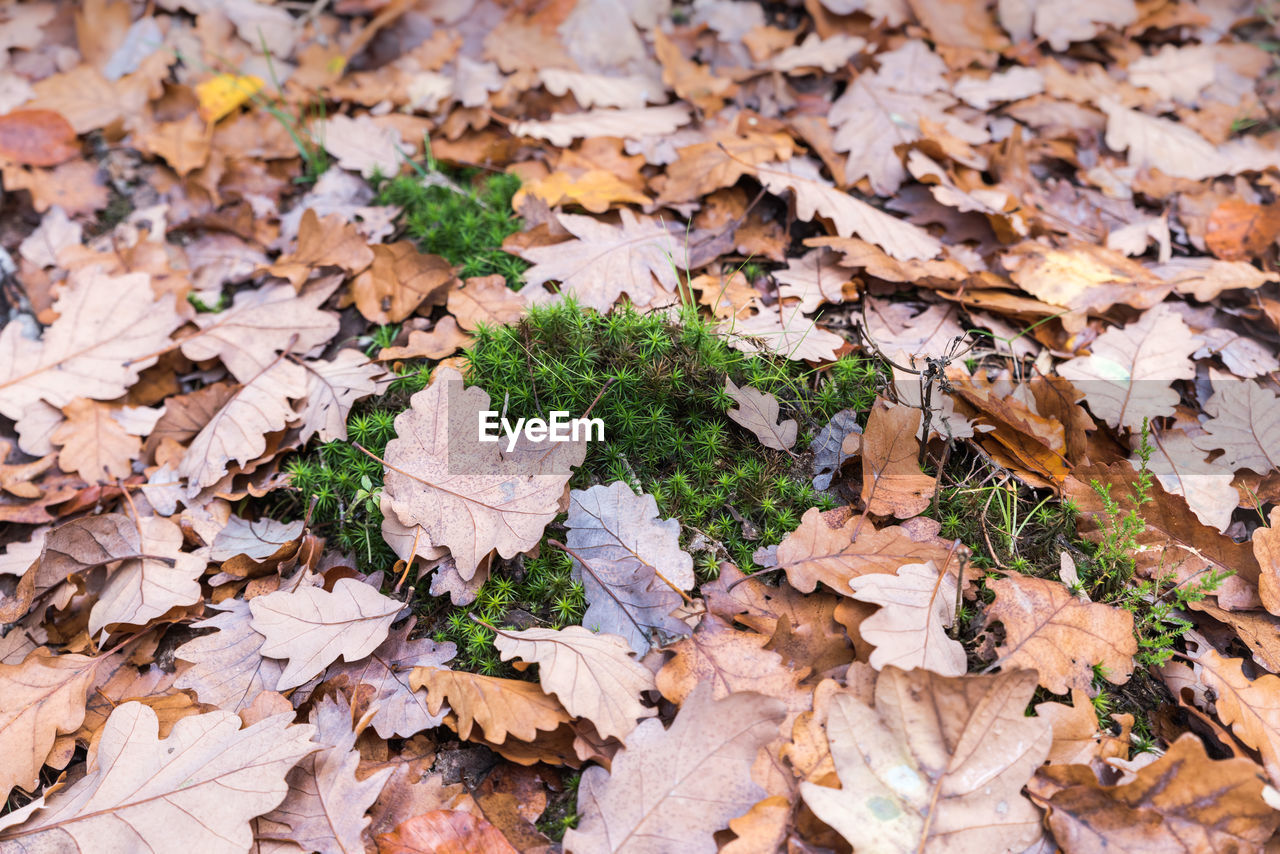 High angle view of fallen maple leaves