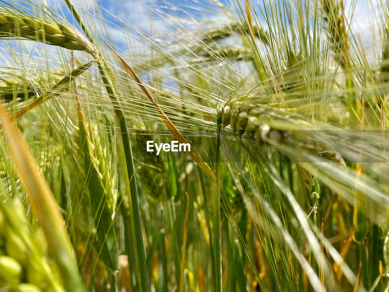 plant, growth, agriculture, crop, cereal plant, field, rural scene, food, nature, land, landscape, beauty in nature, farm, grass, barley, wheat, green, sky, no people, close-up, day, triticale, paddy field, hordeum, outdoors, selective focus, rye, tranquility, environment, sunlight, emmer, food and drink, food grain, summer, einkorn wheat