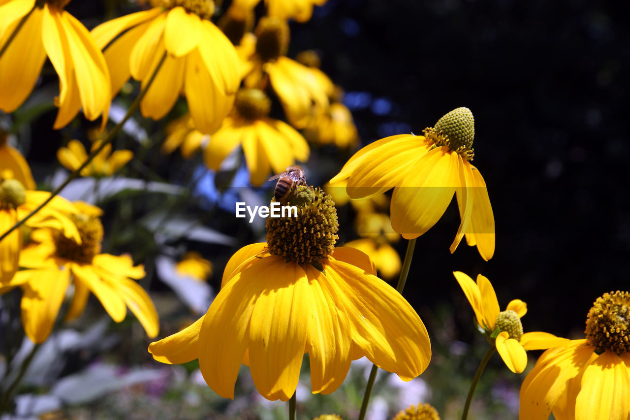 Close-up of yellow flowering plant