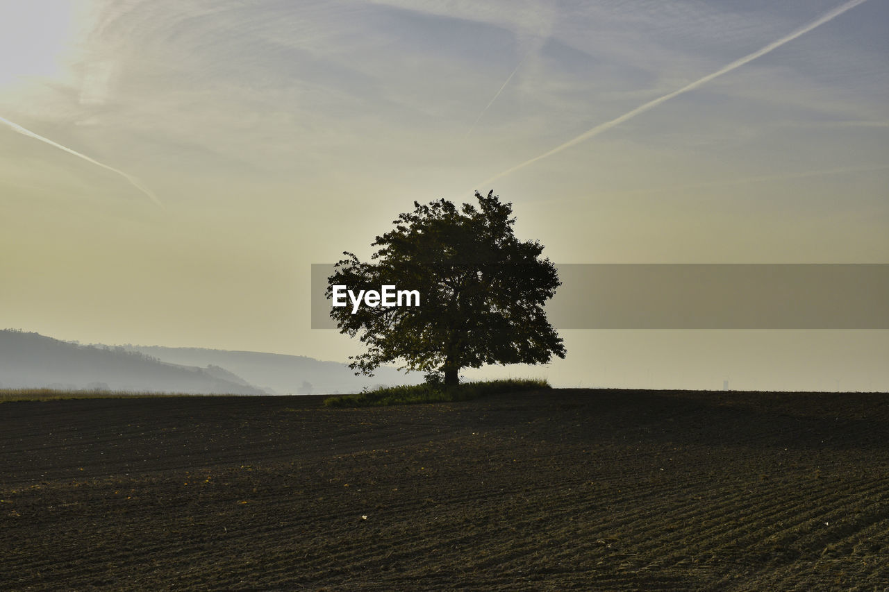 Tree in the rural landscape