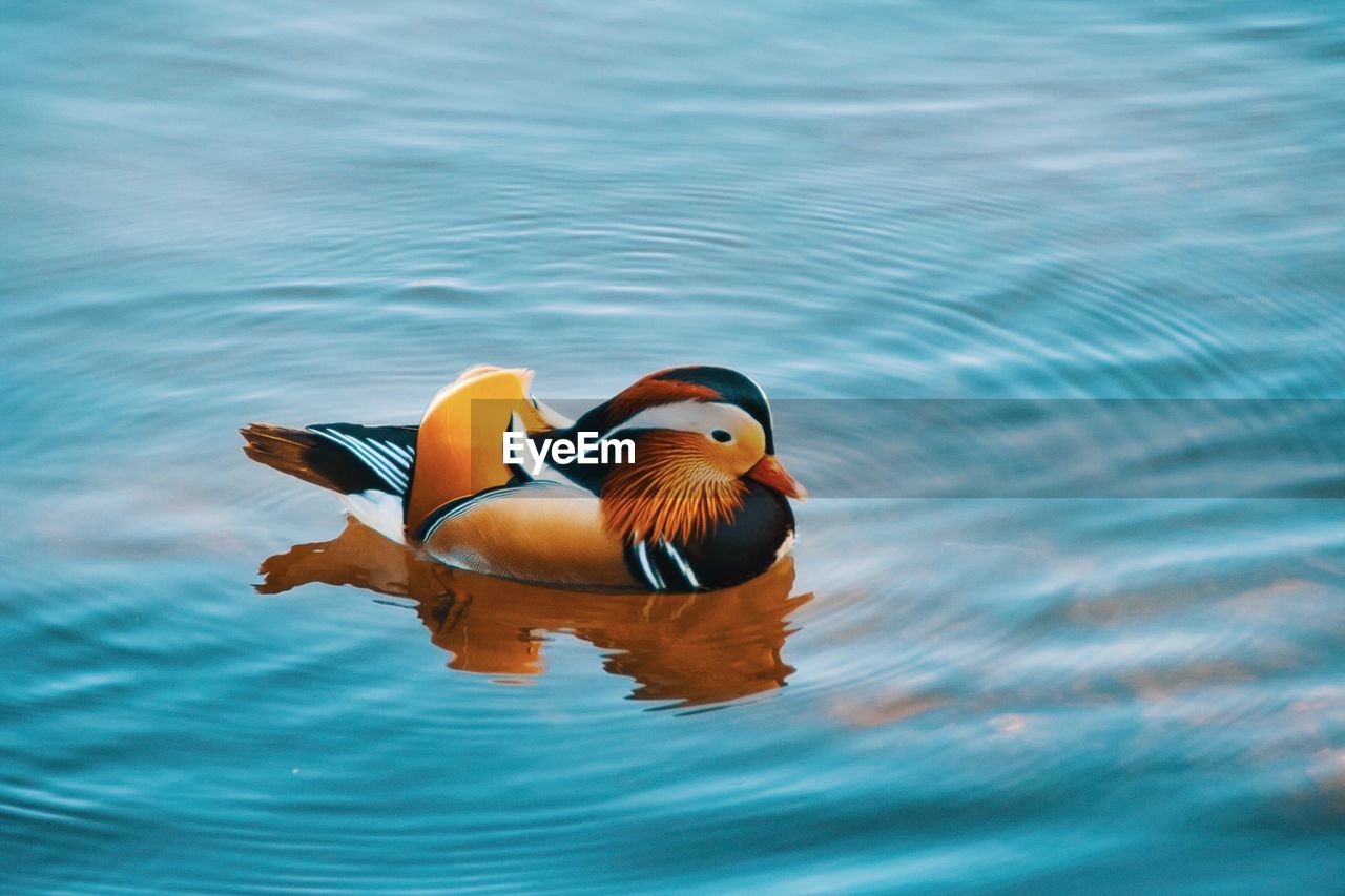 Duck swimming in lake