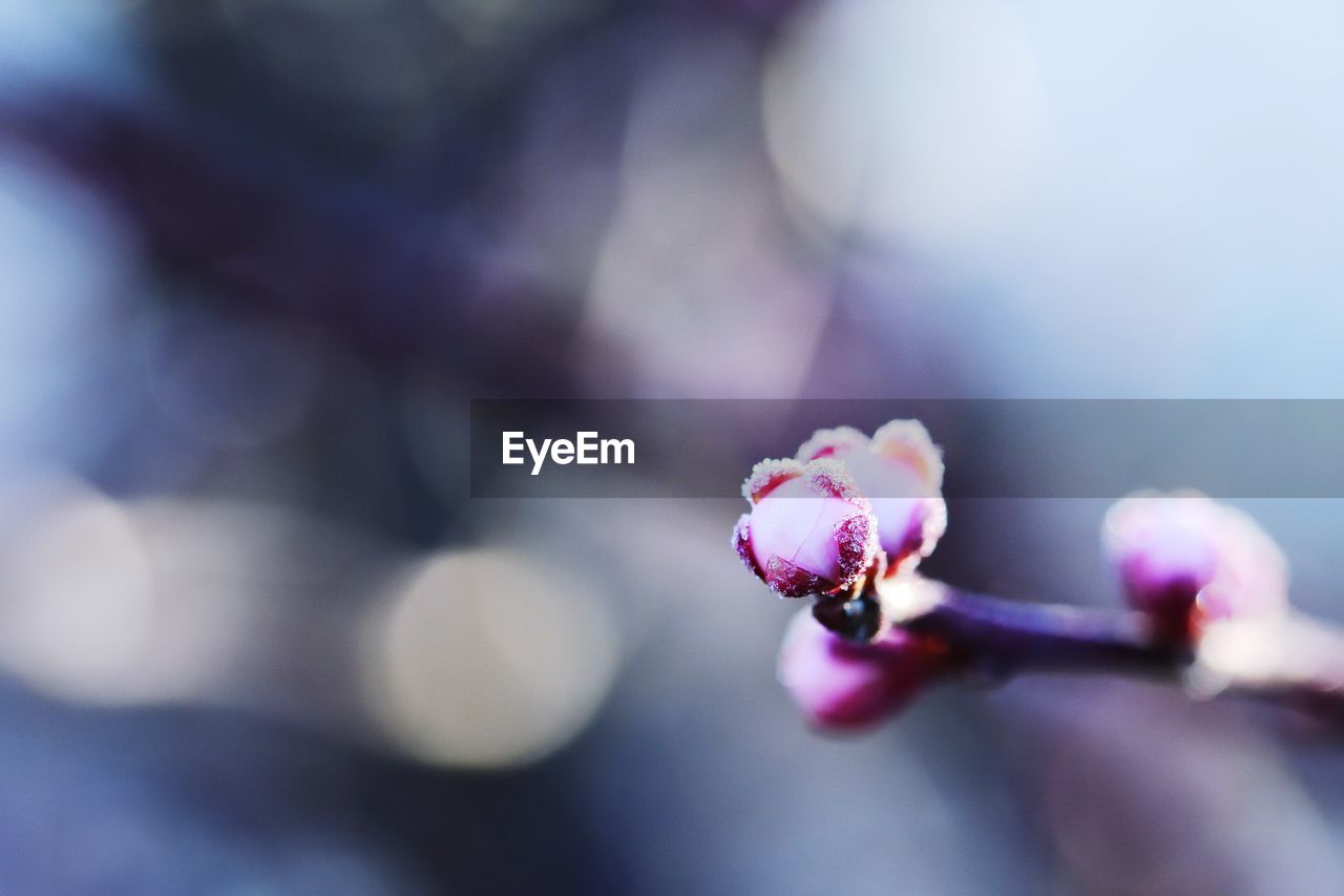 CLOSE-UP OF PINK FLOWERS