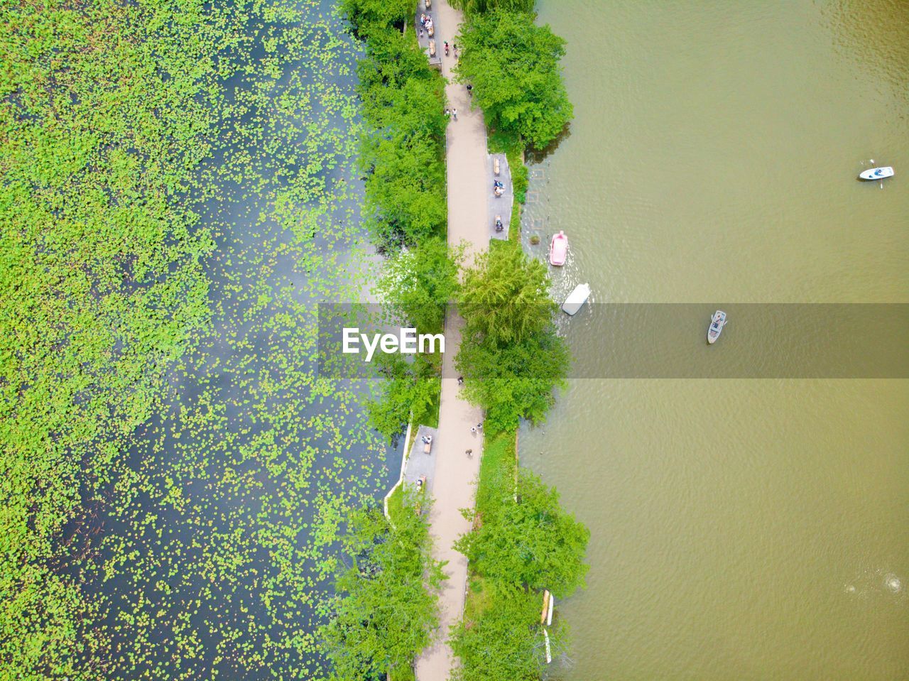 HIGH ANGLE VIEW OF PLANT BY LAKE