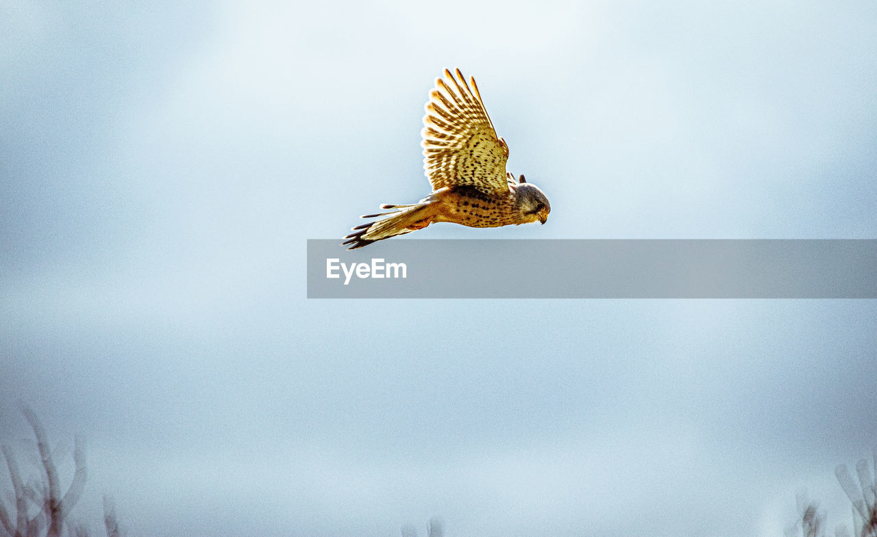 Low angle view of kestrel flying against sky