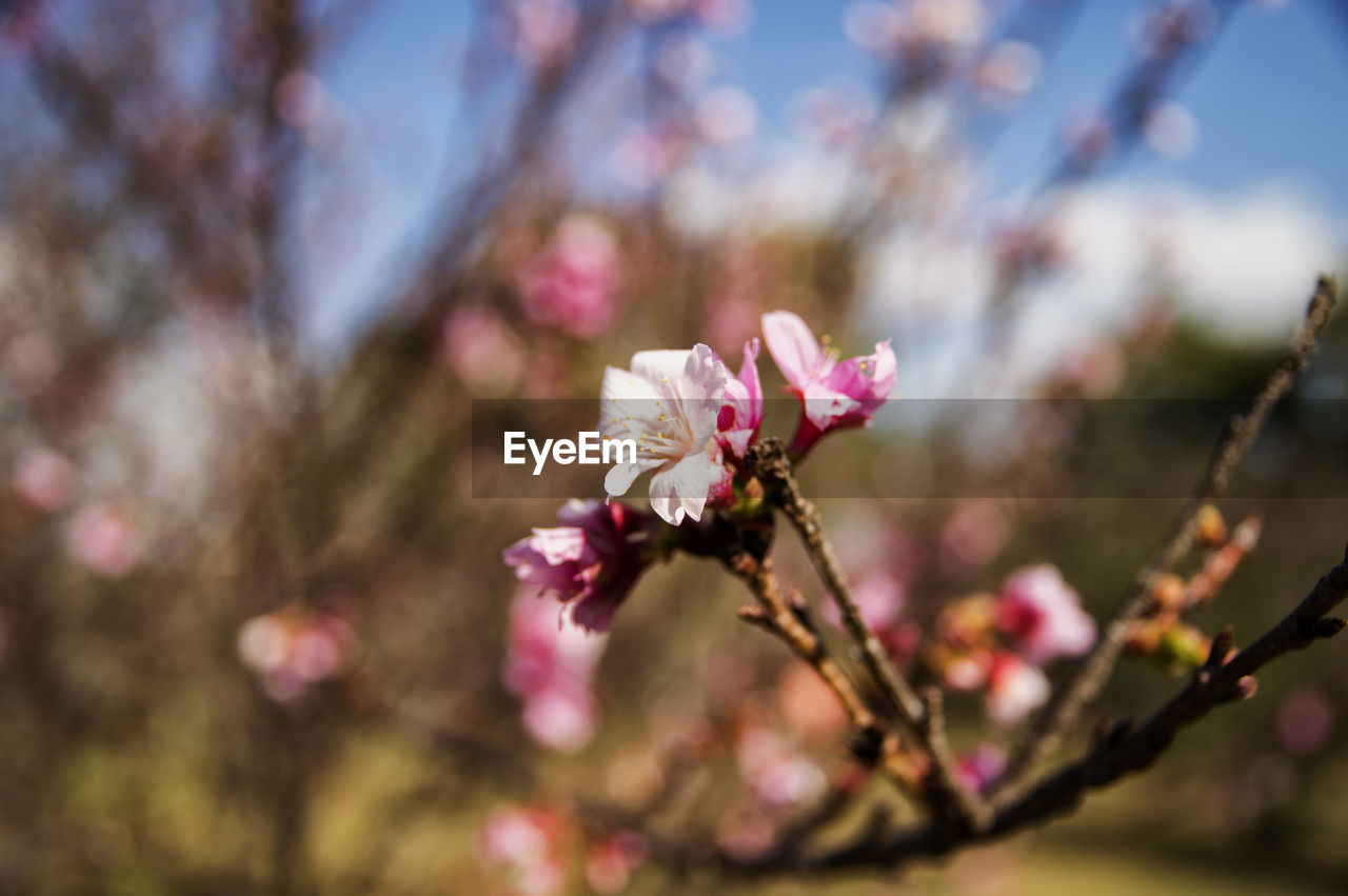 PINK CHERRY BLOSSOMS IN SPRING