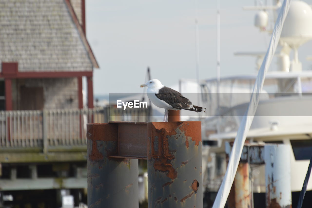 SEAGULL PERCHING ON ROOF AGAINST BUILDINGS