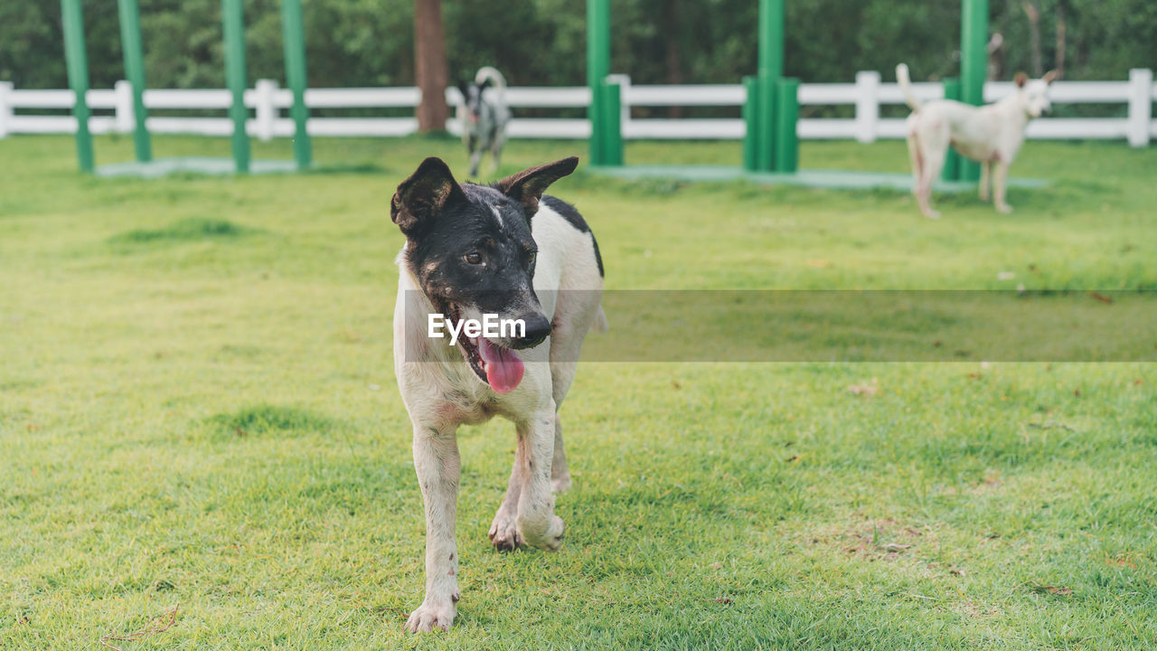 Dog running in field