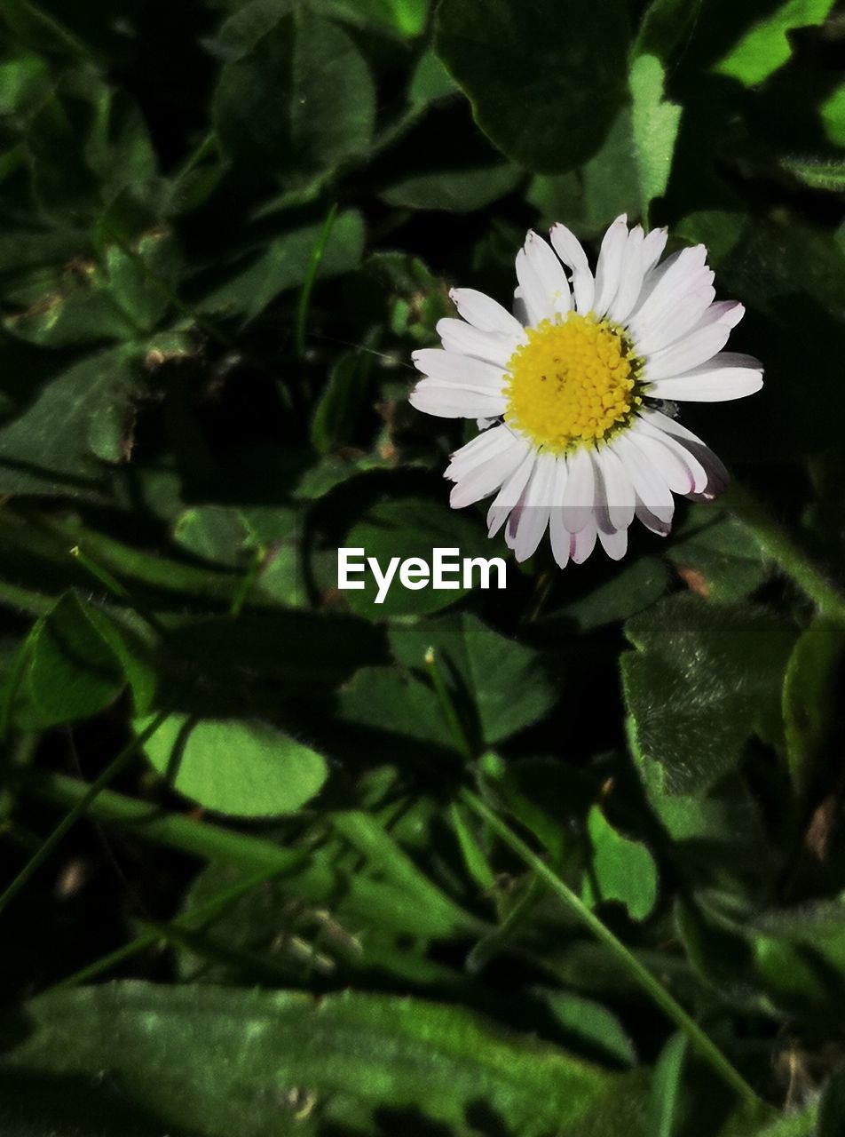 CLOSE-UP OF WHITE DAISY FLOWER ON PLANT