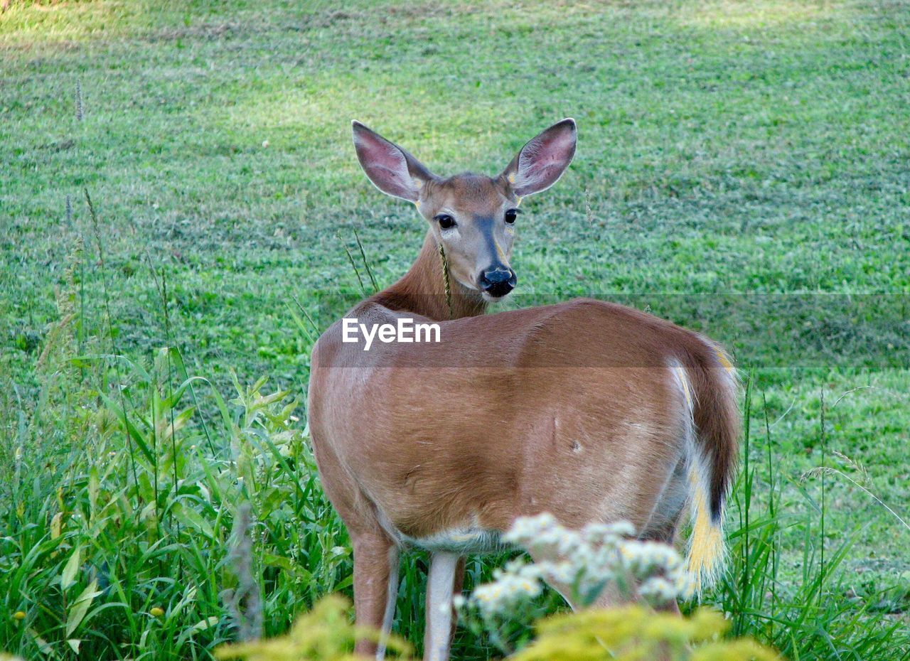 PORTRAIT OF DEER STANDING ON GRASS