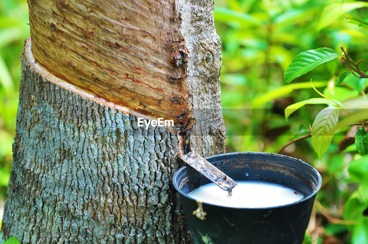 Close-up of latex collecting in bucket attached to rubber tree