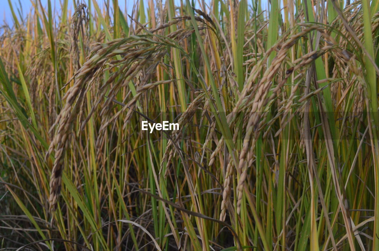 CROPS GROWING ON FIELD