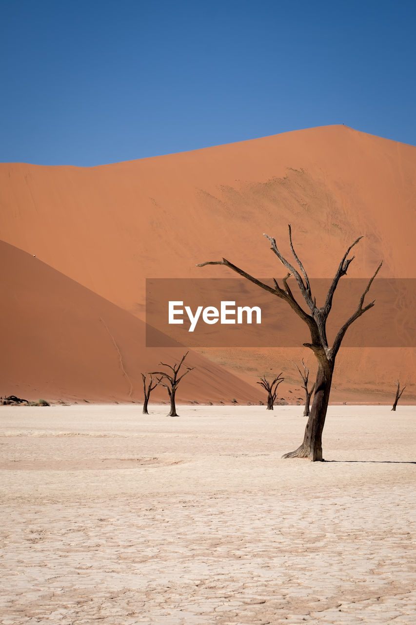 Bare tree in desert against clear sky