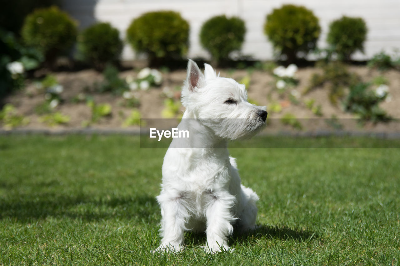 WHITE DOG ON GRASS FIELD