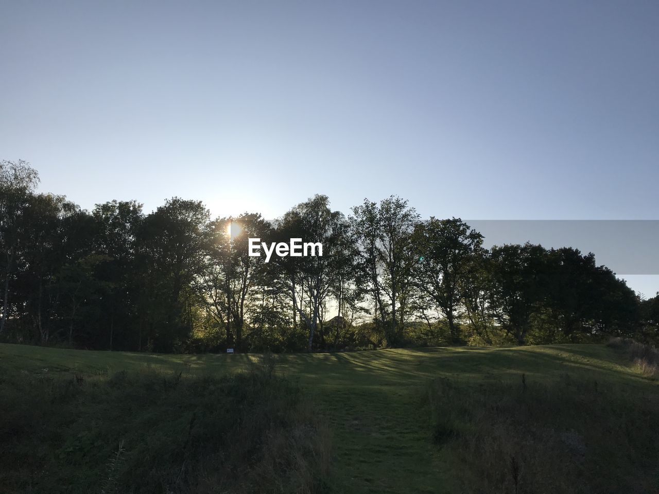 TREES GROWING IN FIELD AGAINST SKY