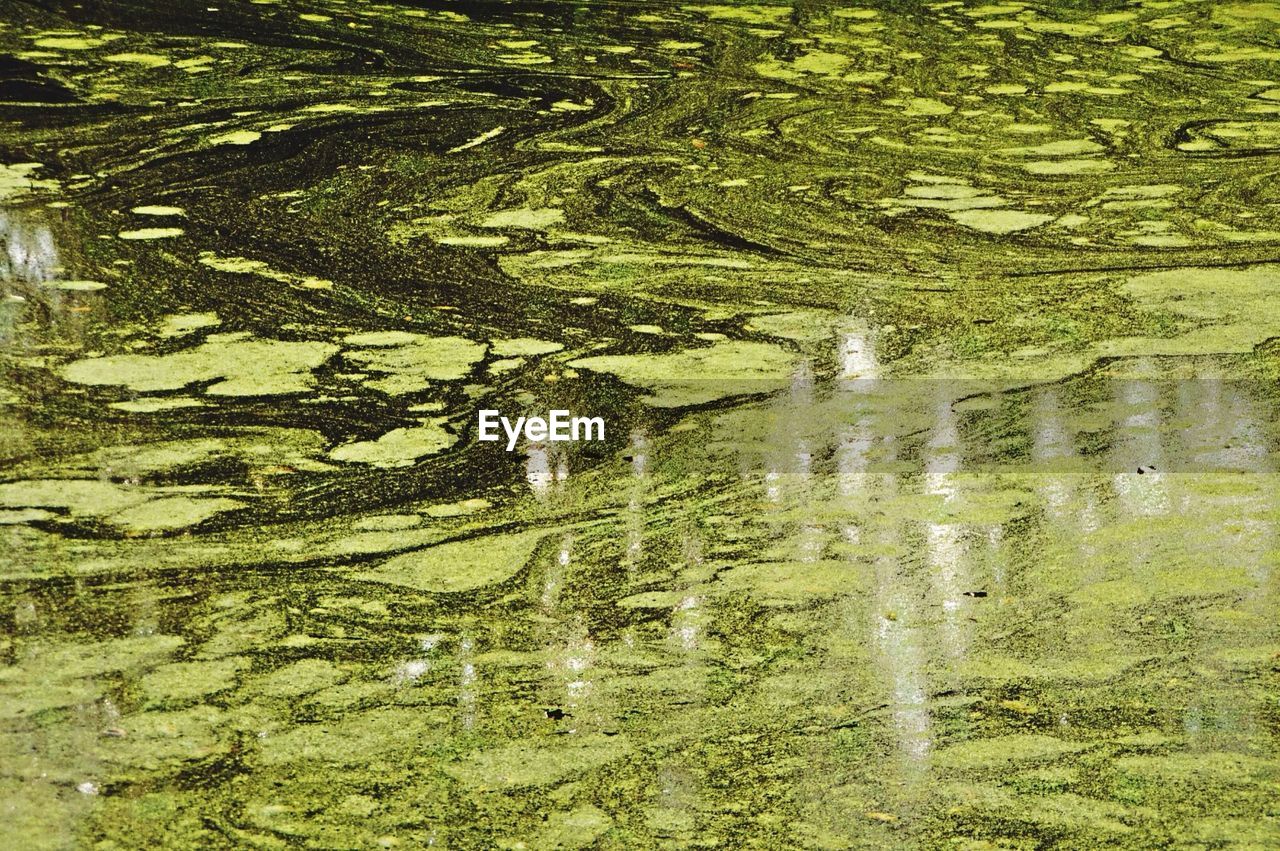 Close-up of algae over water