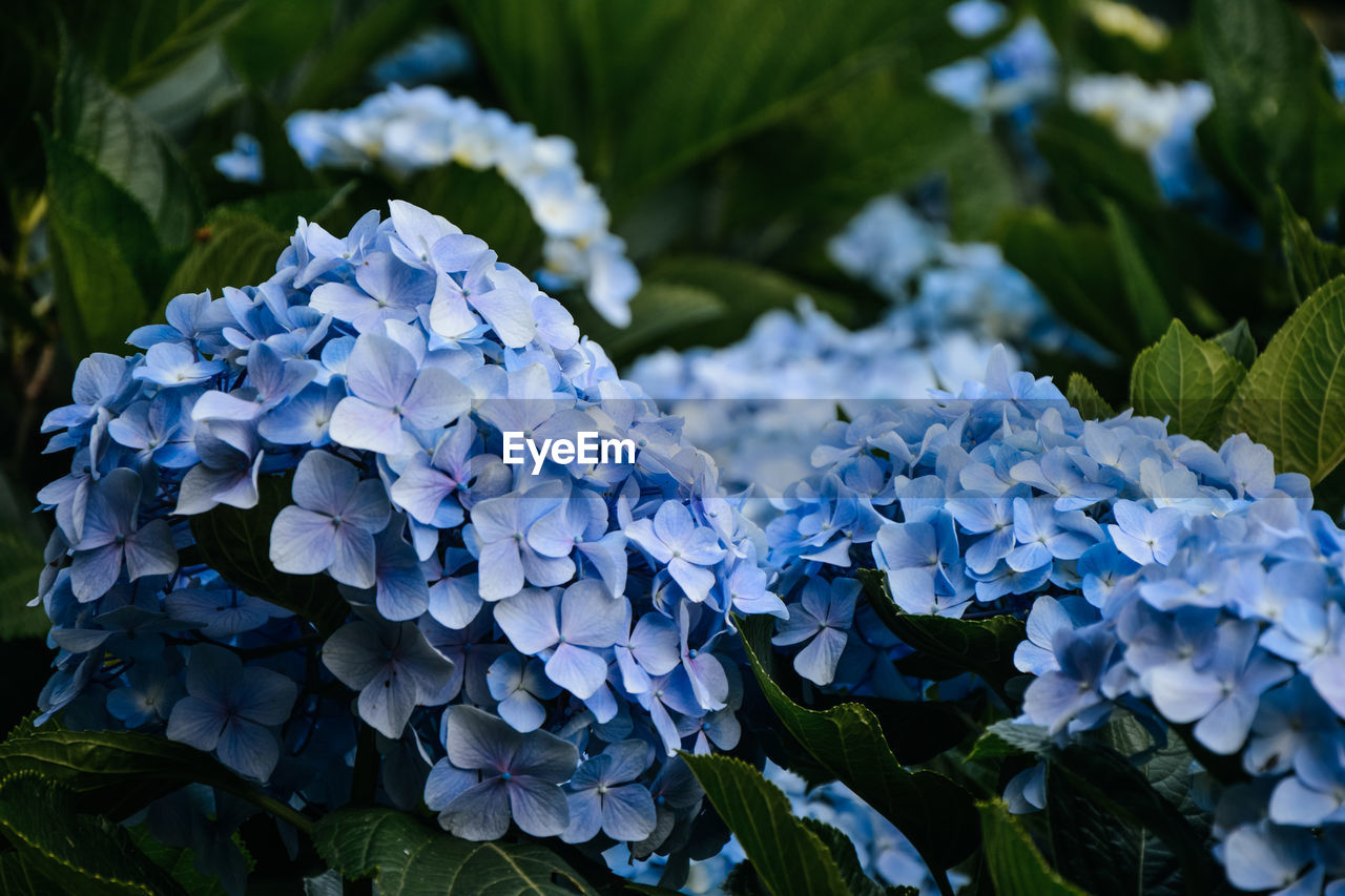 Close-up of blue hydrangea flowers