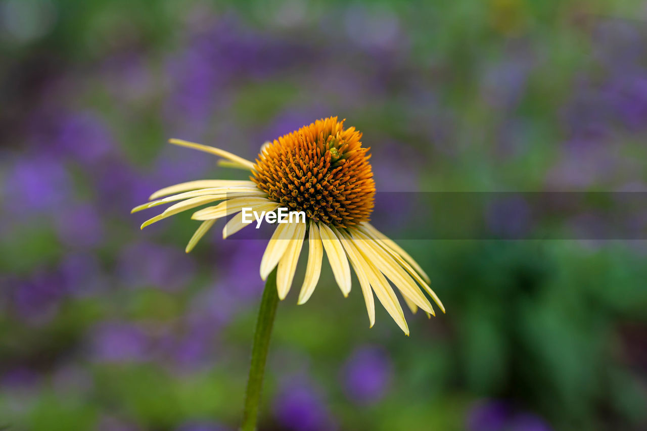 Close-up of purple flowering plant