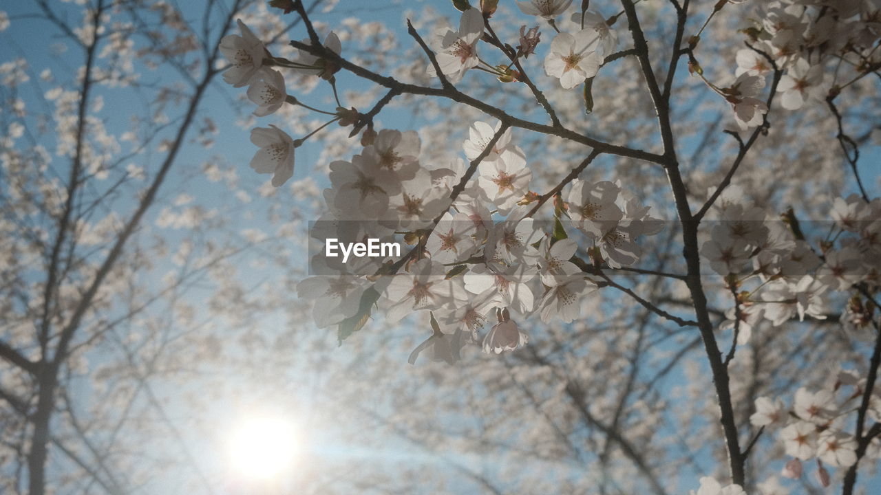 plant, tree, branch, beauty in nature, nature, low angle view, spring, sky, fragility, winter, growth, flower, blossom, no people, sunlight, springtime, flowering plant, day, freshness, white, outdoors, tranquility, cherry blossom, focus on foreground, freezing, sun, close-up, cherry tree, twig, lens flare, snow