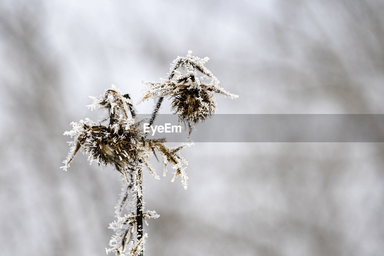 CLOSE-UP OF WILTED PLANT DURING WINTER