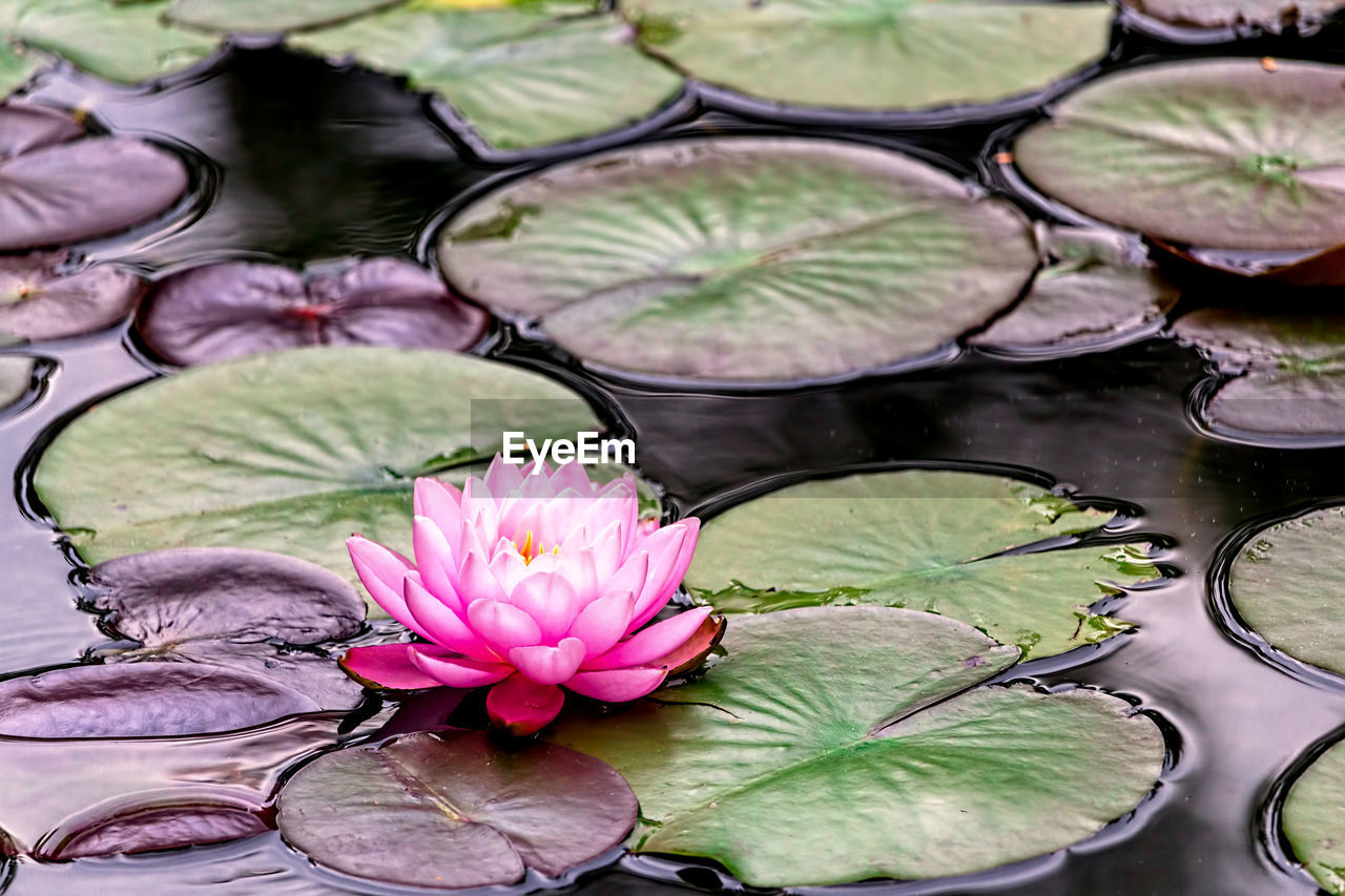 WATER LILY IN POND