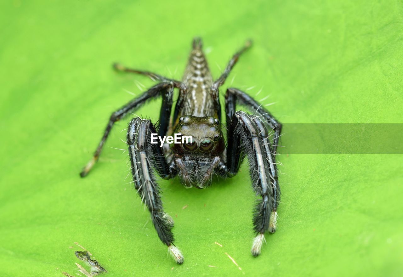VIEW OF SPIDER