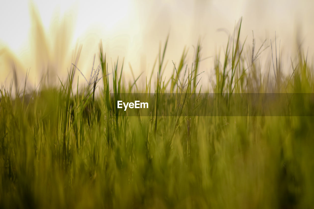 CLOSE-UP OF WHEAT FIELD