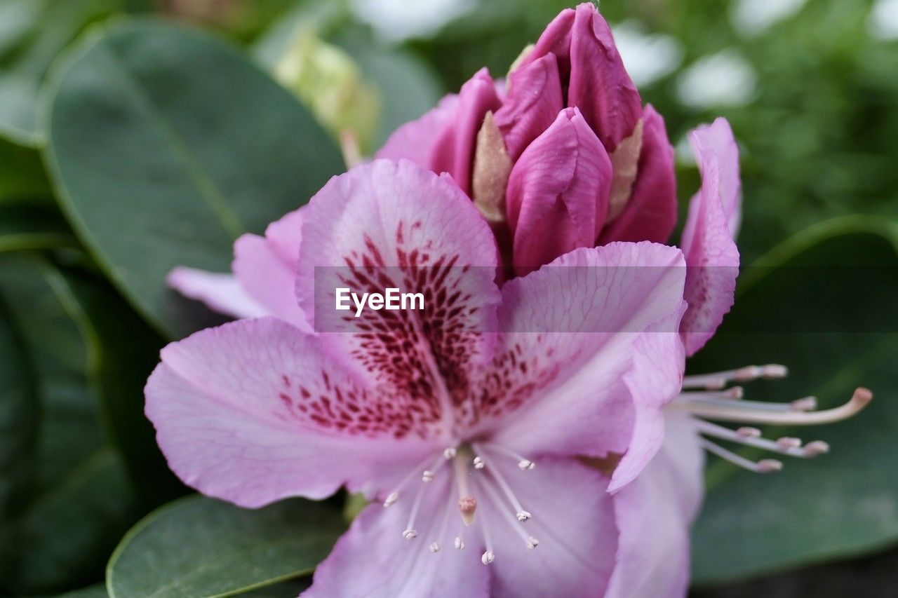 flower, plant, flowering plant, beauty in nature, freshness, pink, close-up, petal, nature, fragility, inflorescence, flower head, leaf, blossom, plant part, growth, no people, springtime, pollen, botany, water, outdoors, macro photography, focus on foreground, stamen, shrub, magenta, purple, summer, selective focus