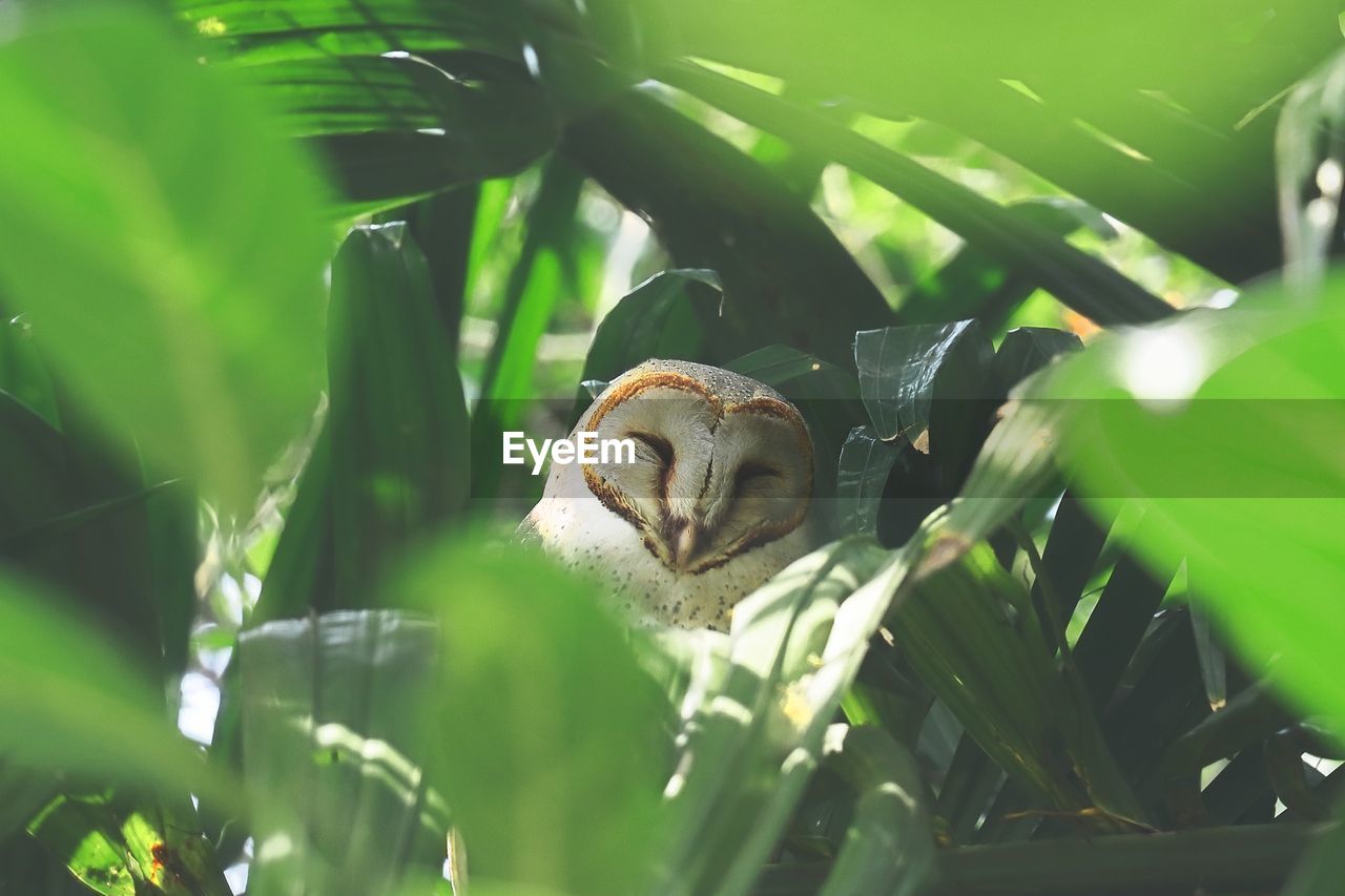 Cute faced barn owl perching on a branch, summertime of indian tropical rainforest