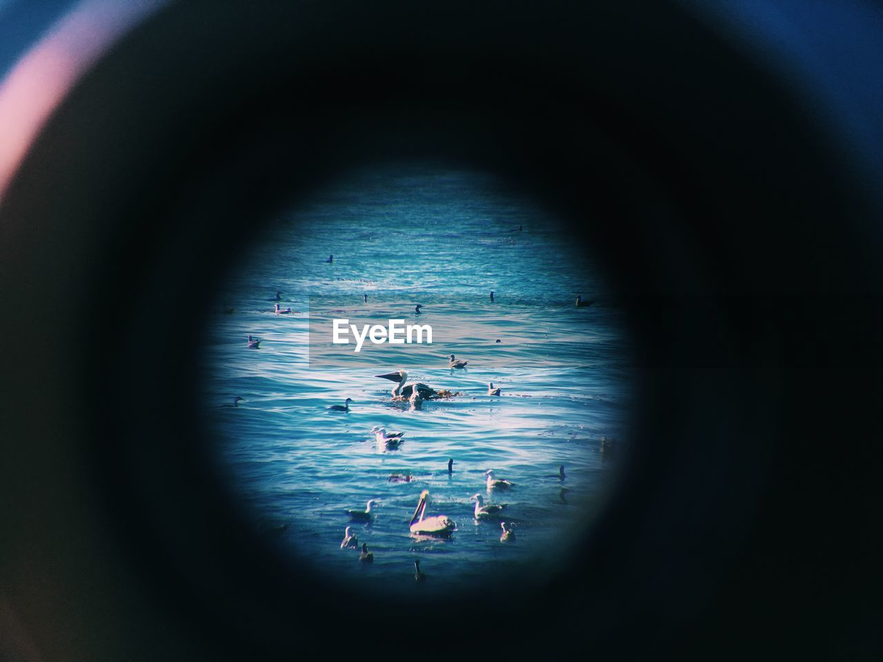 Flock of birds swimming in sea seen through binocular