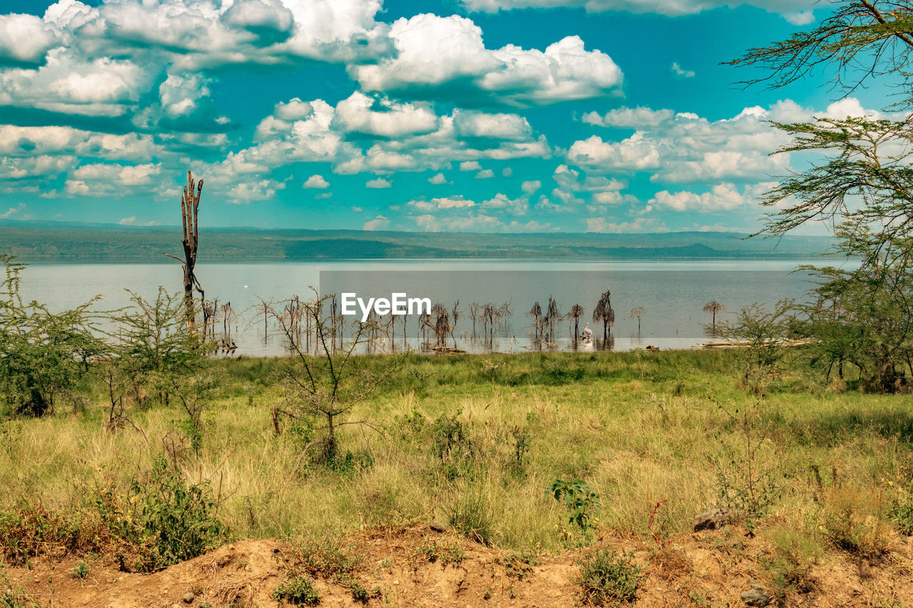 sky, nature, natural environment, cloud, plant, environment, water, landscape, land, scenics - nature, sea, beauty in nature, grass, rural area, wilderness, savanna, travel destinations, travel, tranquility, beach, tree, horizon, no people, tranquil scene, day, hill, tourism, outdoors, shore, coast, non-urban scene, grassland, animal, animal wildlife, prairie, wetland, trip, vacation, holiday