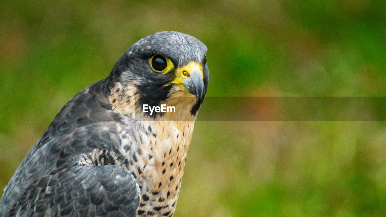 CLOSE-UP OF EAGLE