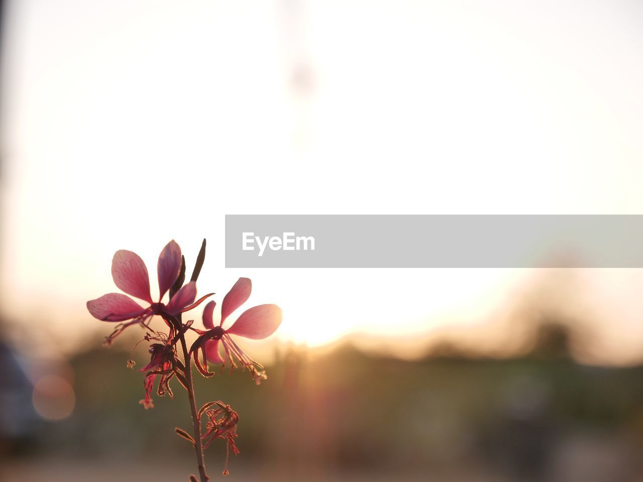 CLOSE-UP OF FLOWER BLOOMING AGAINST SKY