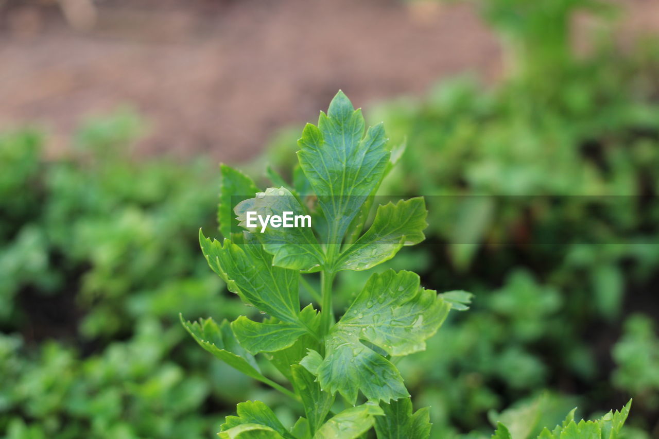 CLOSE-UP OF FRESH GREEN PLANT IN PARK