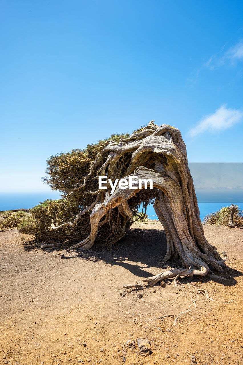 DRIFTWOOD IN DESERT