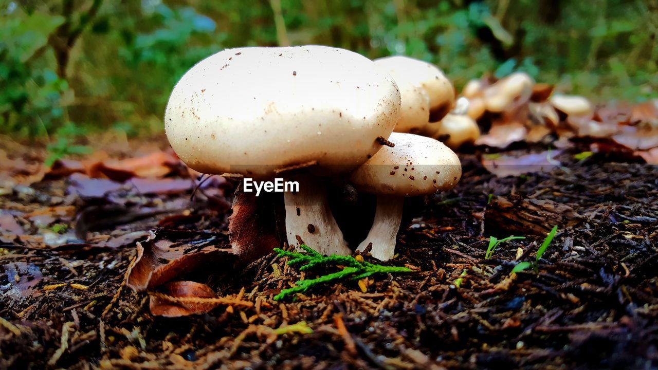 Close-up of wild white mushrooms growing on field