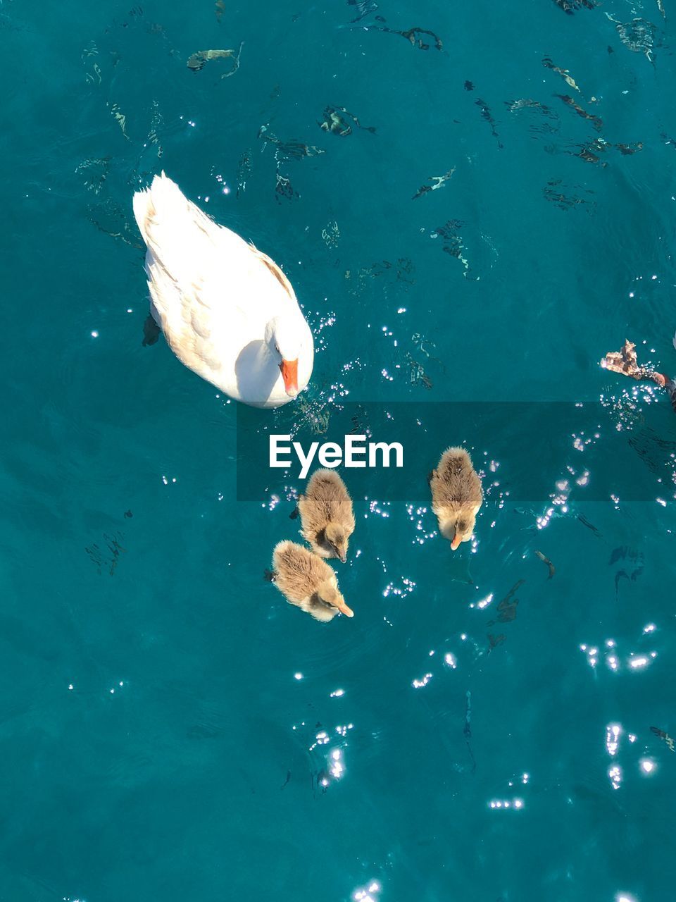 Mum duck and babies