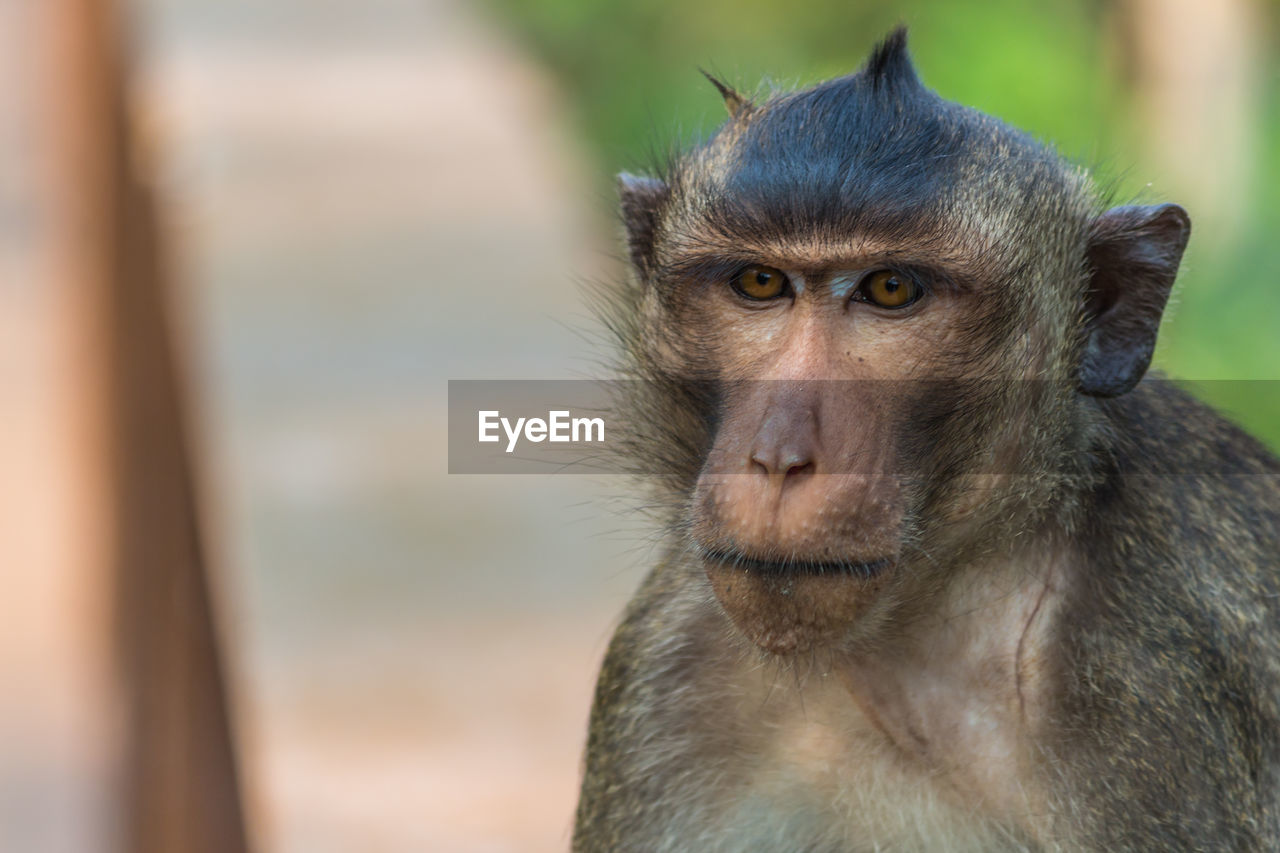 Crab-eating macaque