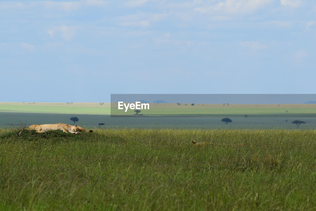 Scenic view of grassy field against sky with sleeping lionesses on rock