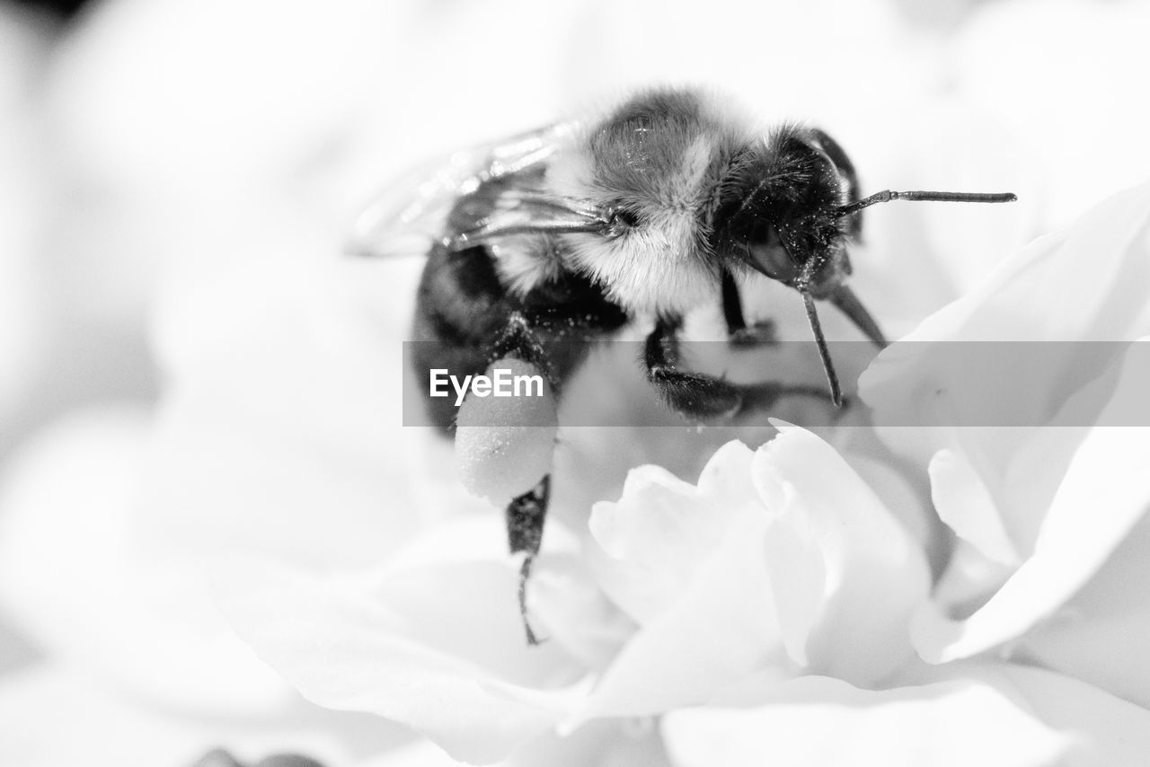 Close-up of bee on flower